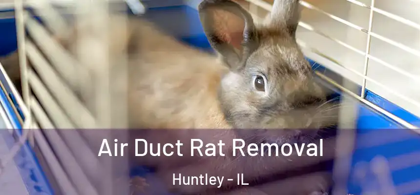  Air Duct Rat Removal Huntley - IL