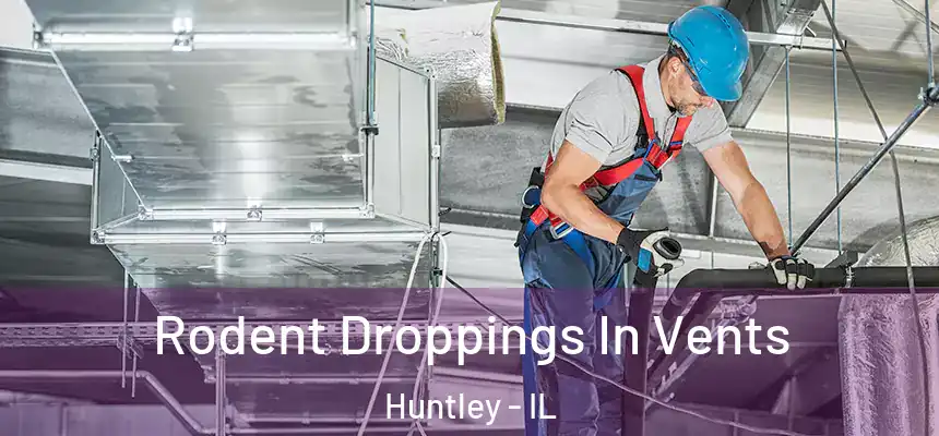  Rodent Droppings In Vents Huntley - IL